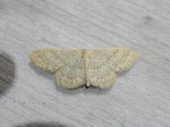 Krattengmåler (Idaea deversaria)