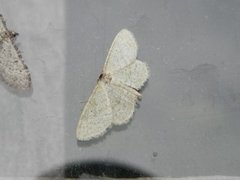 Punktengmåler (Idaea sylvestraria)