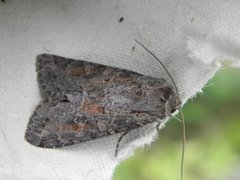 Vinkelhakefly (Polia bombycina)