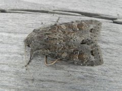 Vinkelhakefly (Polia bombycina)