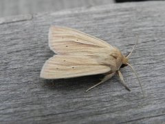 Brungult gressfly (Mythimna impura)