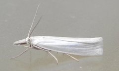 Sølvnebbmott (Crambus perlella)