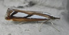 Treflekket nebbmott (Catoptria permutatellus)