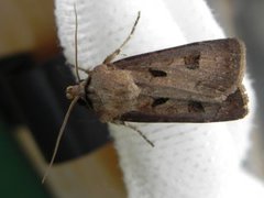 Åkerjordfly (Agrotis exclamationis)