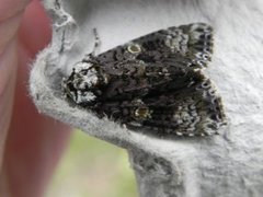 Askekveldfly (Craniophora ligustri)