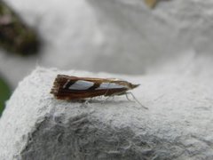 Treflekket nebbmott (Catoptria permutatellus)