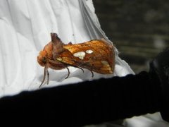 Kortstreket metallfly (Plusia putnami)