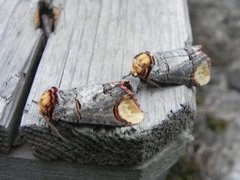 Oksehodespinner (Phalera bucephala)