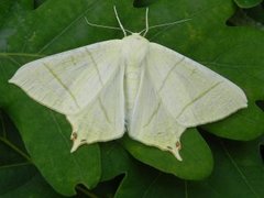 Stjertmåler (Ourapteryx sambucaria)