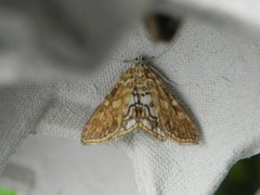 Flekkdammott (Elophila nymphaeata)