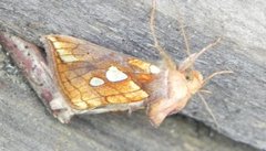 Kortstreket metallfly (Plusia putnami)