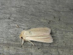 Brungult gressfly (Mythimna impura)