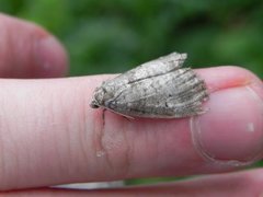 Punkthalvspinner (Ochropacha duplaris)