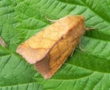 Gullfagerfly (Pyrrhia umbra)