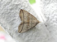 Buelinjet viftefly (Herminia grisealis)