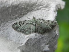 Epleblomstmåler (Pasiphila rectangulata)