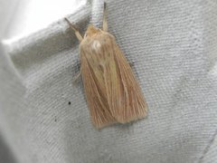 Brungult gressfly (Mythimna impura)