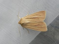 Brungult gressfly (Mythimna impura)