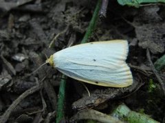 Toprikket lavspinner (Cybosia mesomella)