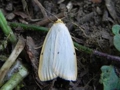 Toprikket lavspinner (Cybosia mesomella)