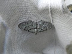 Blåbærblomstmåler (Pasiphila debiliata)