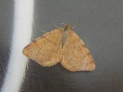 Brun buemåler (Macaria brunneata)