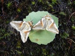 Prakthalvspinner (Habrosyne pyritoides)