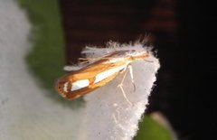 Treflekket nebbmott (Catoptria permutatellus)