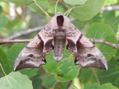 Kveldpåfugløye (Smerinthus ocellata)