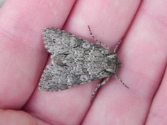 Grått hakefly (Polia nebulosa)