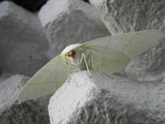 Stjertmåler (Ourapteryx sambucaria)