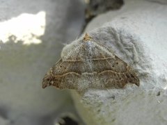 Sigdfly (Laspeyria flexula)