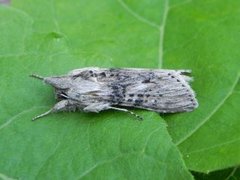 Burothettefly (Cucullia absinthii)