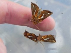 Kortstreket metallfly (Plusia putnami)