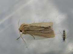 Brungult gressfly (Mythimna impura)