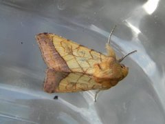 Gullfagerfly (Pyrrhia umbra)