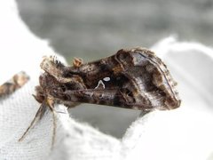 Gråbrunt metallfly (Autographa buraetica)