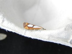 Toflekket nebbmott (Catoptria pinella)