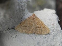 Gulbrunt viftefly (Paracolax tristalis)