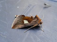 Storflekket metallfly (Autographa bractea)