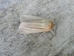 Brungult gressfly (Mythimna impura)