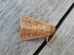 Teglrødt gressfly (Mythimna ferrago)