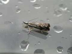 Klippenebbmott (Catoptria falsella)