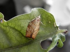 Hasselbladvikler (Pandemis corylana)