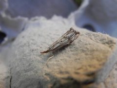 Klippenebbmott (Catoptria falsella)