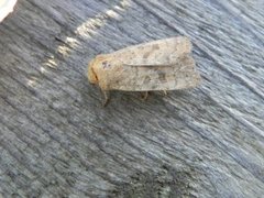 Lyst ringurtefly (Hoplodrina octogenaria)