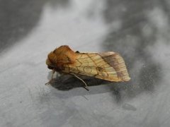 Gullfagerfly (Pyrrhia umbra)