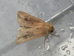 Teglrødt gressfly (Mythimna ferrago)