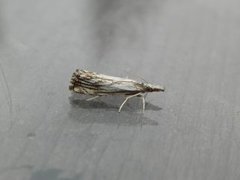 Klippenebbmott (Catoptria falsella)