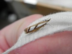 Treflekket nebbmott (Catoptria permutatellus)